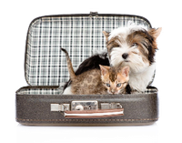 a kitten with a doggy in a suitcase